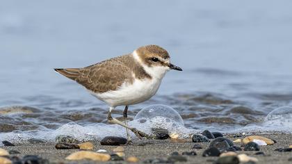 Kentish Plover