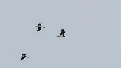 Black Stork