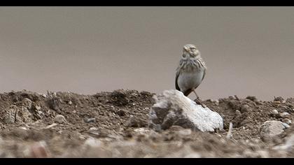 Turkestan Short-toed Lark