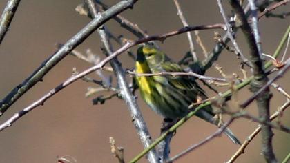European Serin