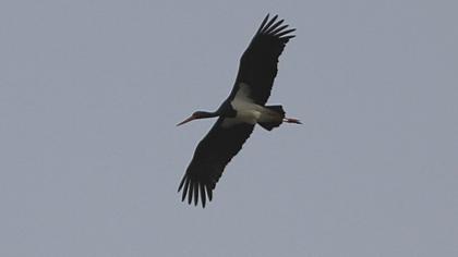 Black Stork