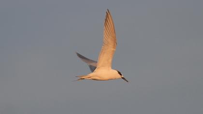 Sandwich Tern