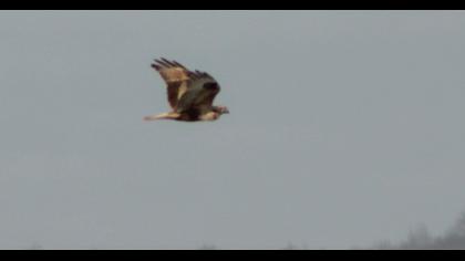 Long-legged Buzzard