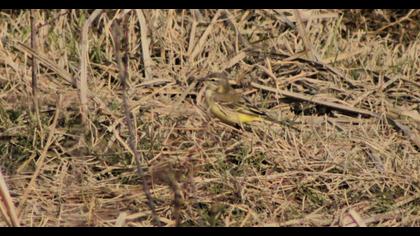 Western Yellow Wagtail