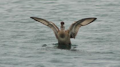 Red-crested Pochard