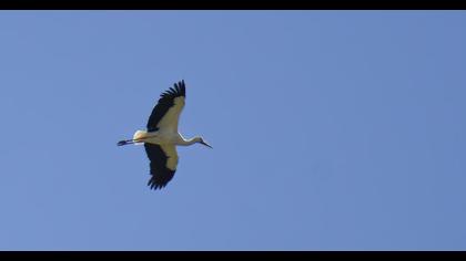 White Stork