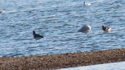 Eurasian Oystercatcher