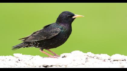 Common Starling