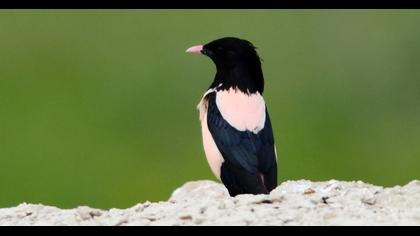 Rosy Starling