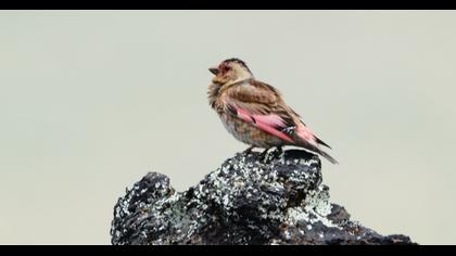 Eurasian Crimson-winged Finch