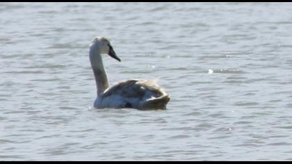 Mute Swan