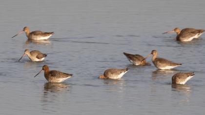 Black-tailed Godwit