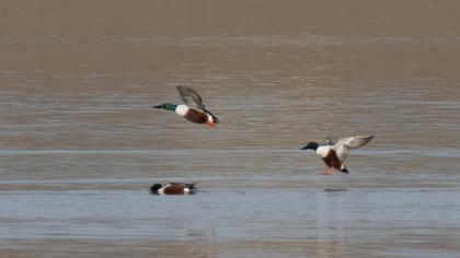 Northern Shoveler