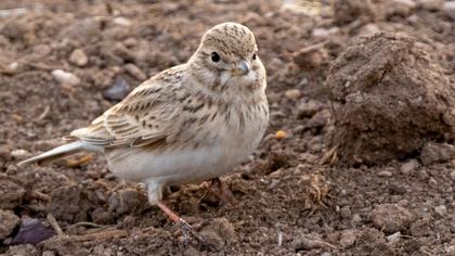 Turkestan Short-toed Lark