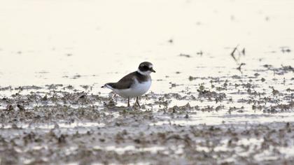 Common Ringed Plover