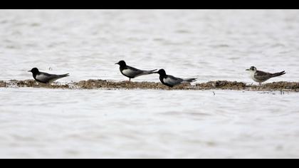 White-winged Tern