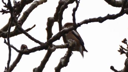 Hawfinch
