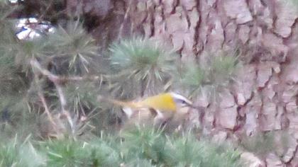 Common Firecrest
