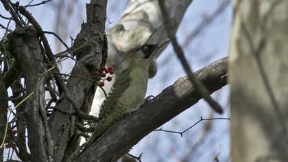 European Green Woodpecker
