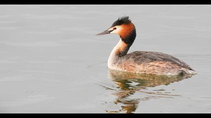 Great Crested Grebe