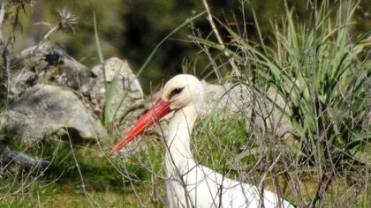 White Stork