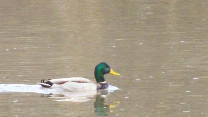 Mallard