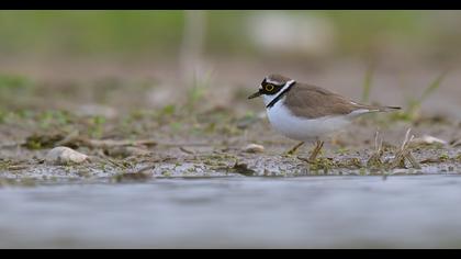 Little Ringed Plover