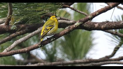 Eurasian Siskin
