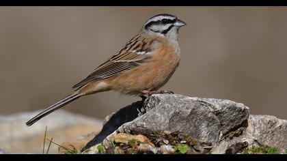 Rock Bunting