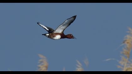 Ferruginous Duck