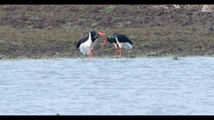 Black Stork