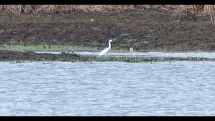 Küçük ak balıkçıl