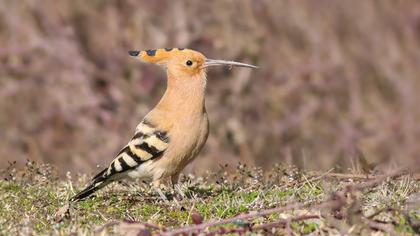 Eurasian Hoopoe