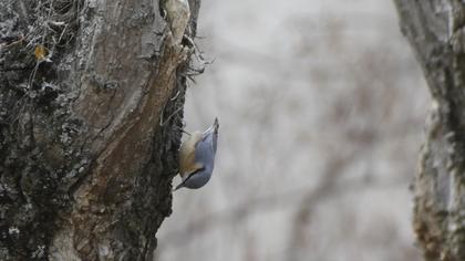 Eurasian Nuthatch