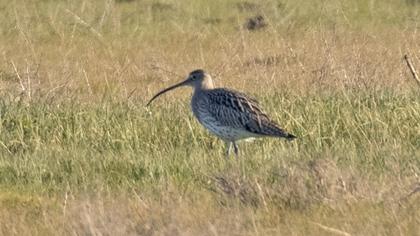 Eurasian Curlew