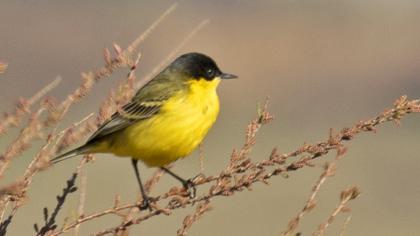 Western Yellow Wagtail