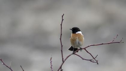 European Stonechat