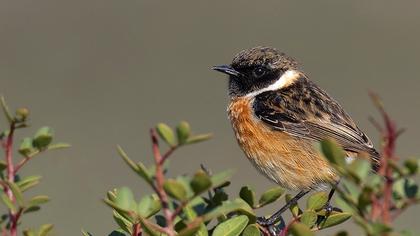 European Stonechat