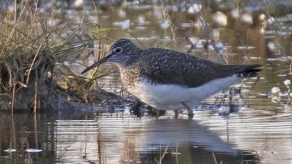 Green Sandpiper