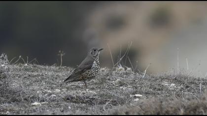 Mistle Thrush