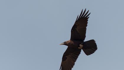 Brown-necked Raven