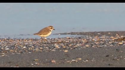 Lesser Sand Plover