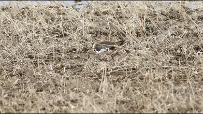 Northern Lapwing