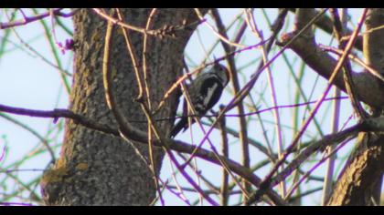 Middle Spotted Woodpecker
