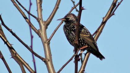Common Starling