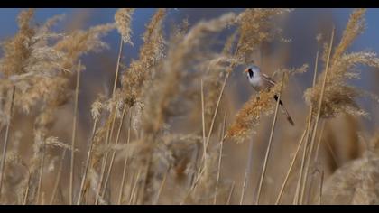 Bearded Reedling