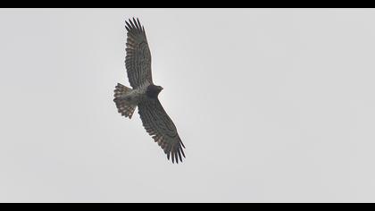 Short-toed Snake Eagle