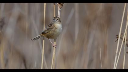 Zitting Cisticola