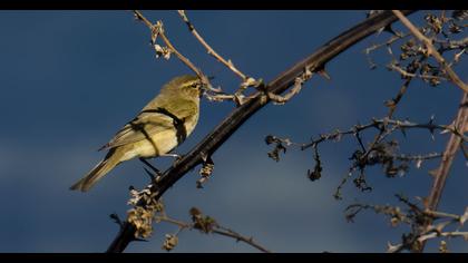 Common Chiffchaff