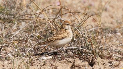 Greater Short-toed Lark